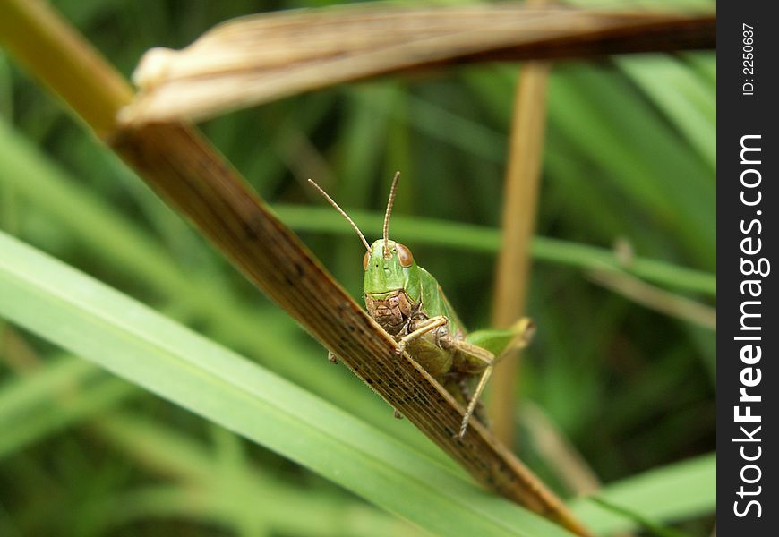 Grashopper in forest, east belgium. Grashopper in forest, east belgium