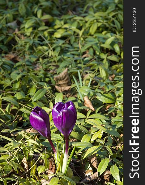 Violet crocuses in the garden - spring