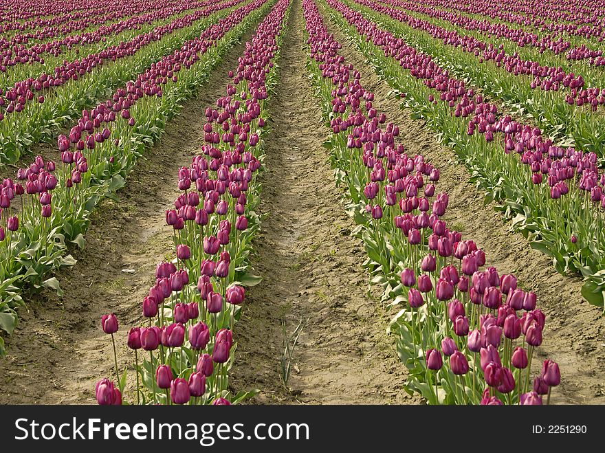 Purple Rows of Tulips