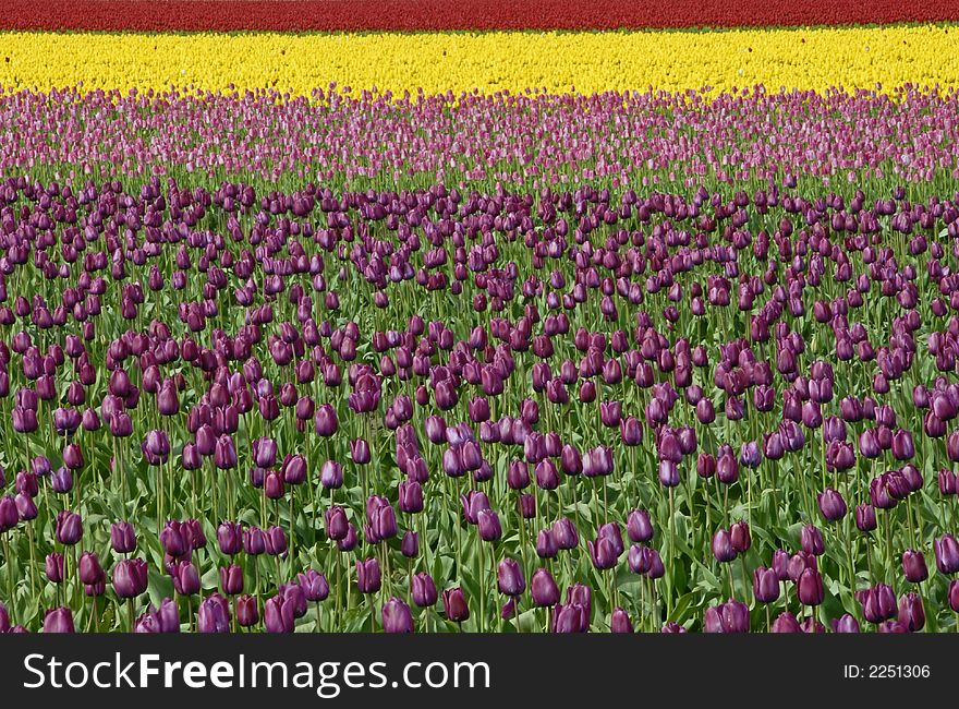 Tulips in a rainbow of colors in Skagit Valley, WA. Tulips in a rainbow of colors in Skagit Valley, WA