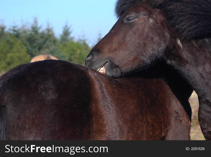 A close up of a pony grooming another with it's teeth getting rid of the winter coat. A close up of a pony grooming another with it's teeth getting rid of the winter coat.