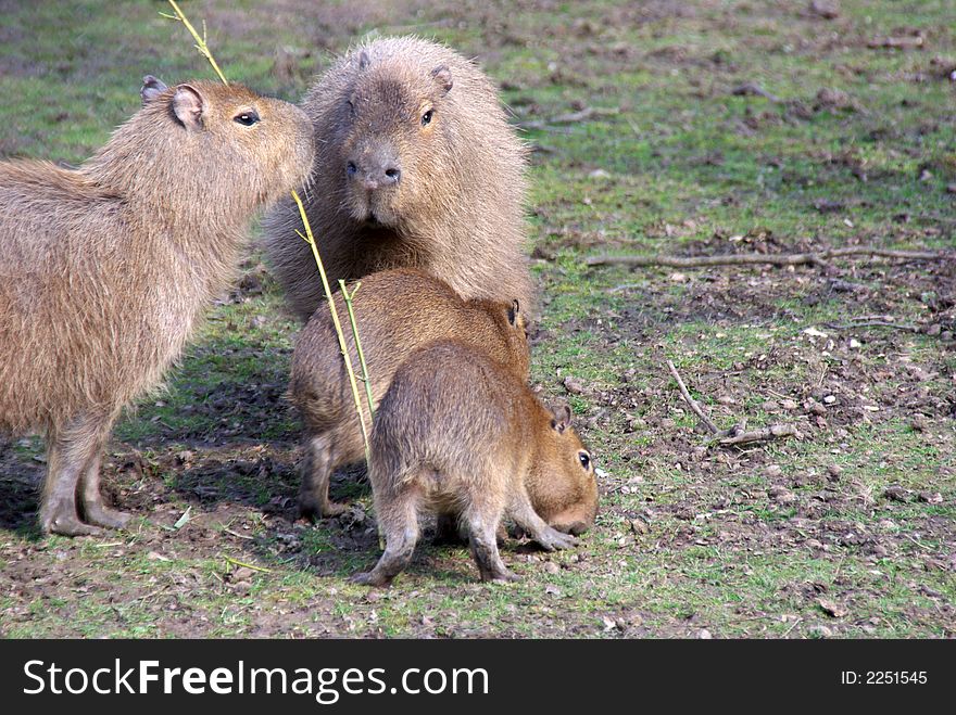 Male and Female Capybara with two young. Male and Female Capybara with two young.