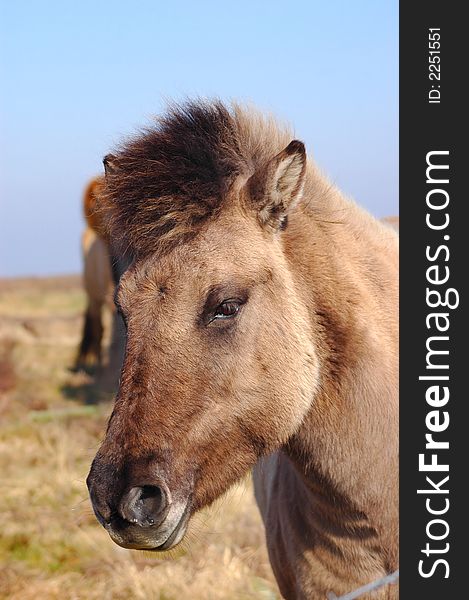 A wild pony in the highlands of Scotland being blown in the wind.