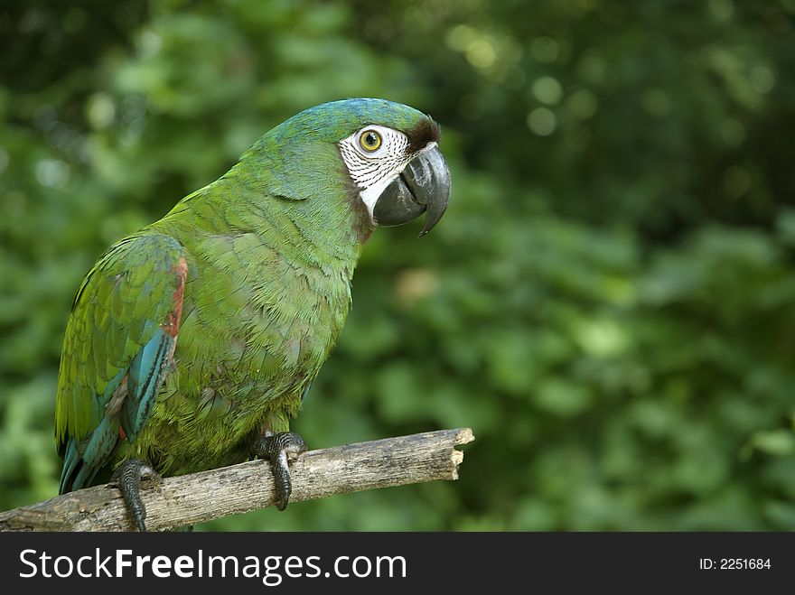 A green Parrot from Buena Vista in Santa Cruz Bolivia