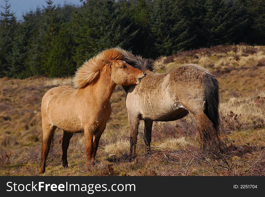 Ponies Grooming Each Other