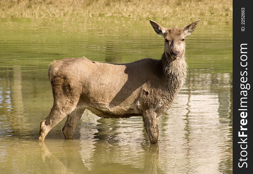 Female deer standing in the water looking into the camera