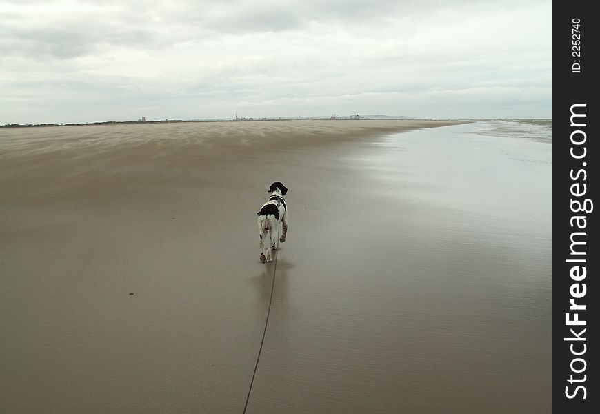 Dog on the beach in north-france