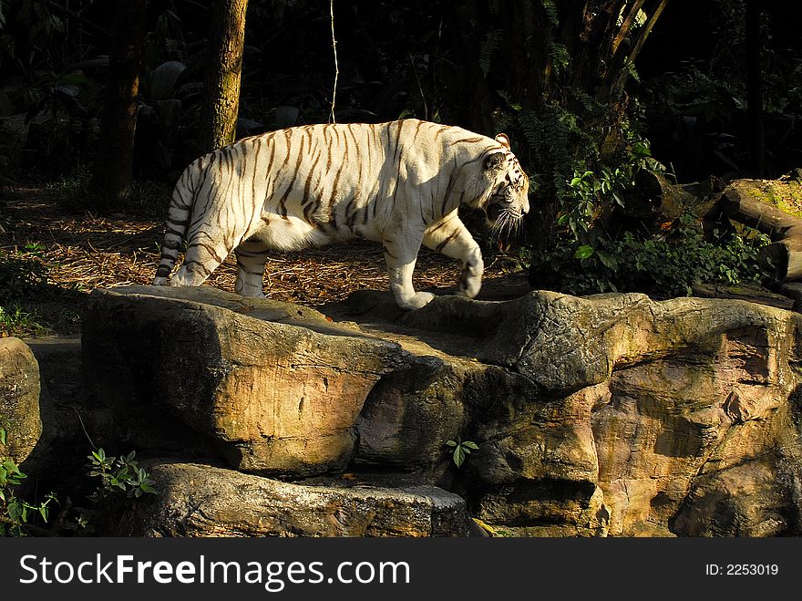 A white tiger is looking for his companion. A white tiger is looking for his companion