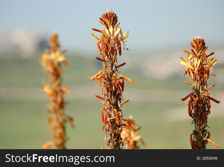 Stems full of flowers standing still.