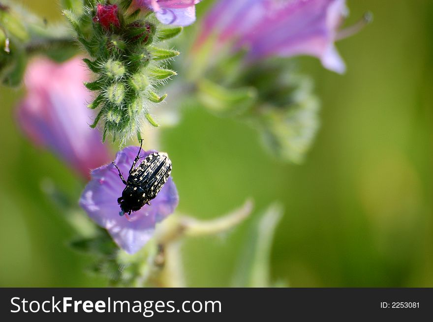 A beetle standing alone on top of a purple flower. A beetle standing alone on top of a purple flower.