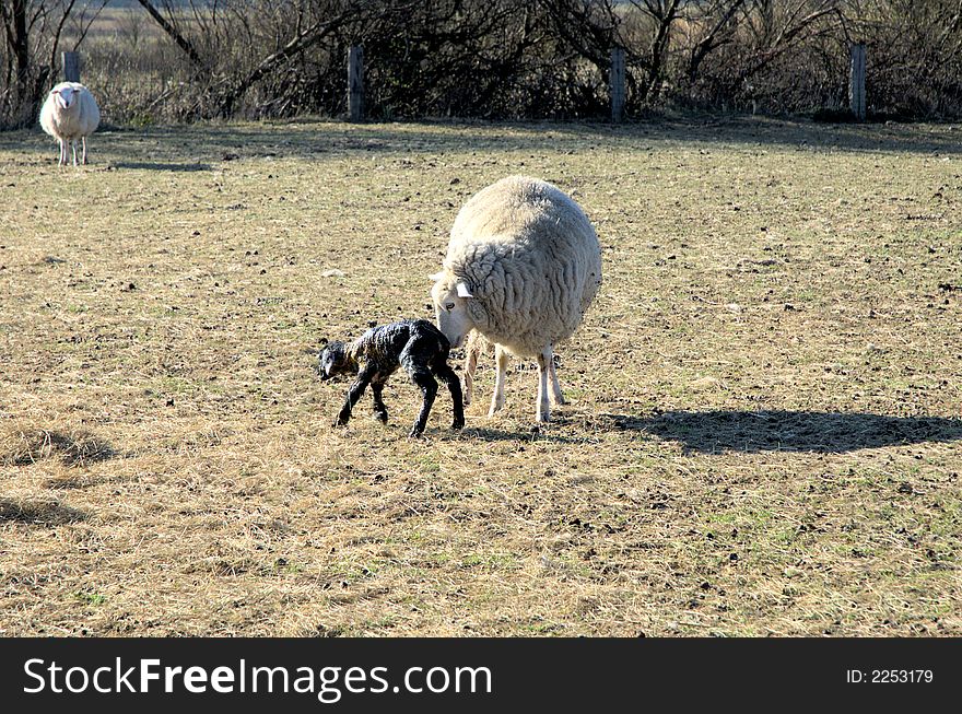 Mother sheep with her new born black lamb