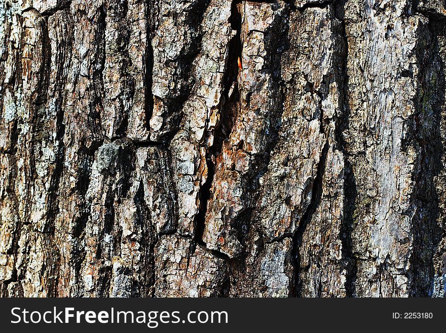 Extreme close-up of the grain bark of wild tree. Extreme close-up of the grain bark of wild tree