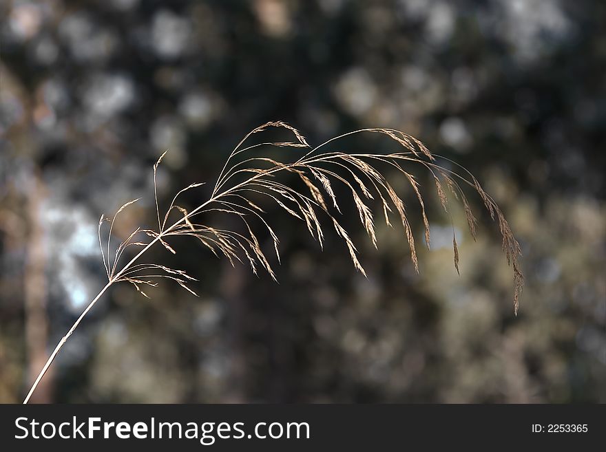 A thin branch with narrow long leaves. A thin branch with narrow long leaves