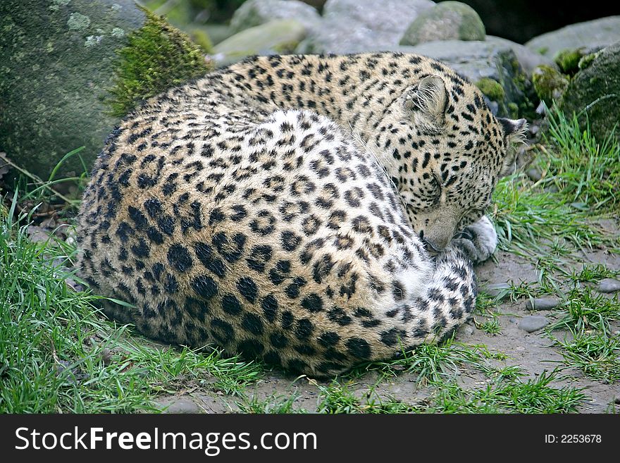 Persian Leopard 3