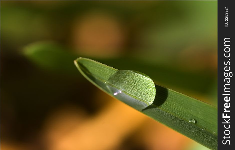 Close up of a Drop on leaf