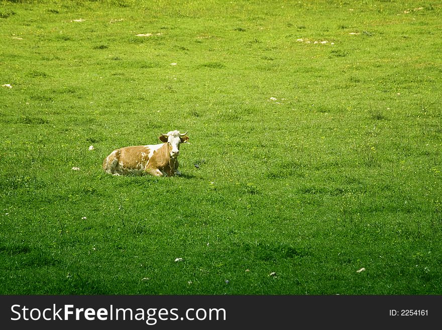 An Isolated cow in the greem meadow