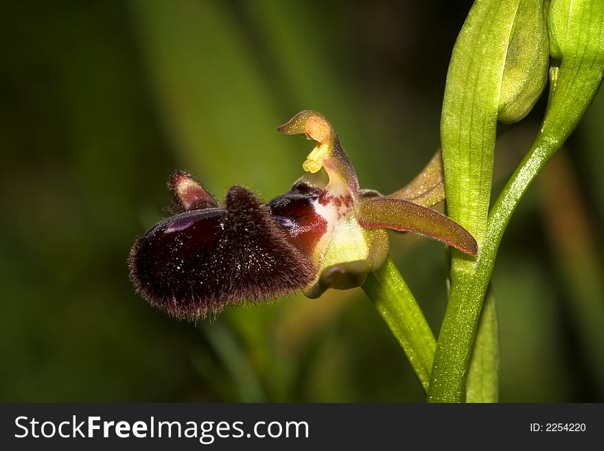 Ophrys incubacea is a interesting seasonal flower