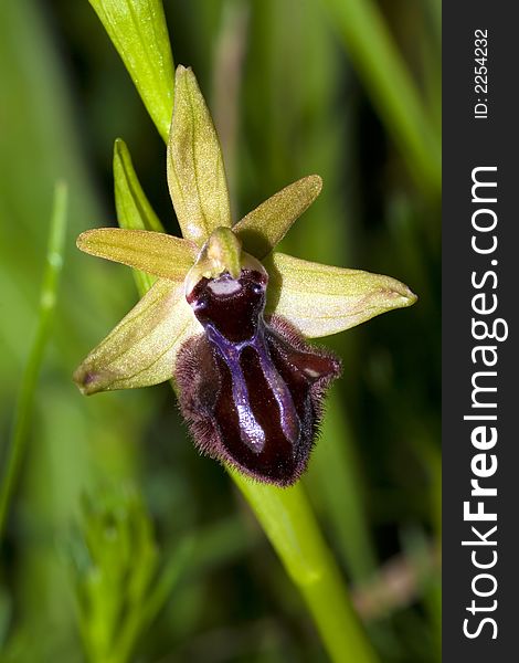 Ophrys incubacea