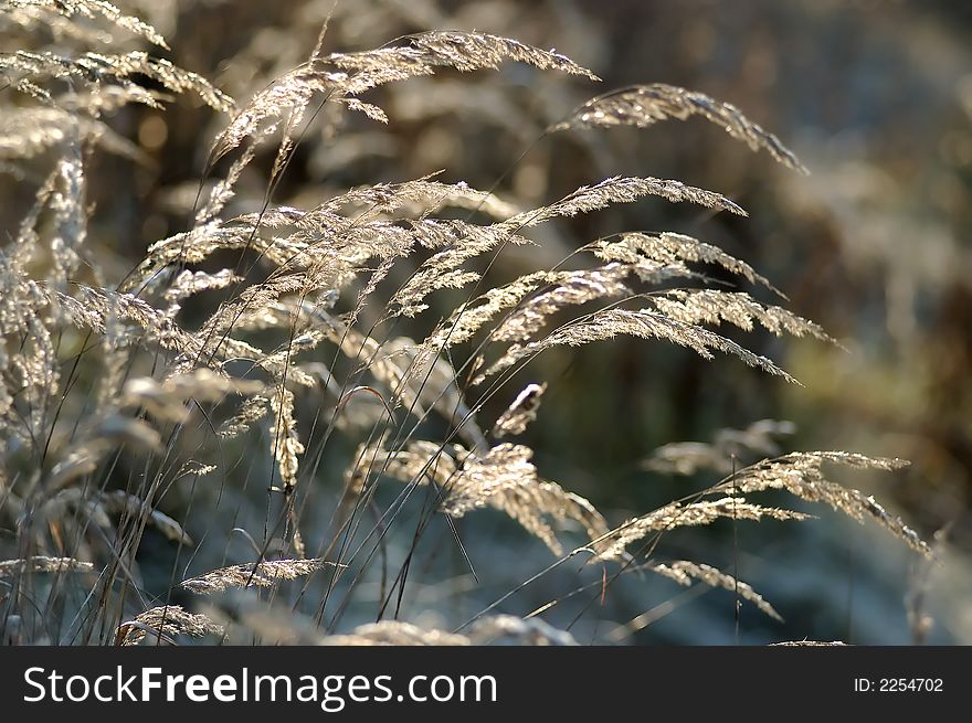 Dry reed flower opposite the sun. Dry reed flower opposite the sun