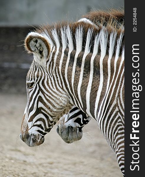 Zebra 7