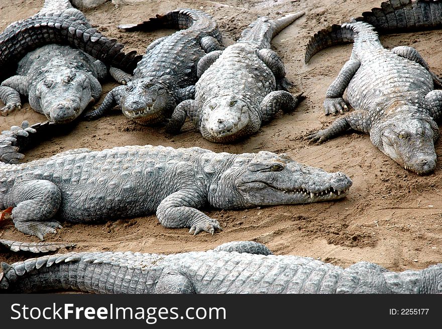 Sleeping Crocodiles