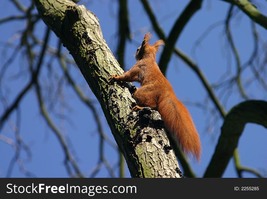 Squirell running on a tree