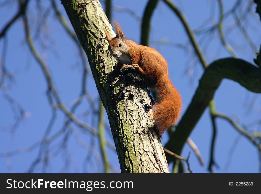 Squirell sitting on a tree