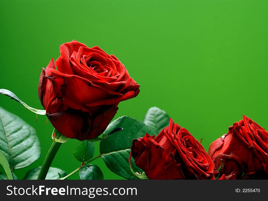 Beautiful Red Rose Green Background