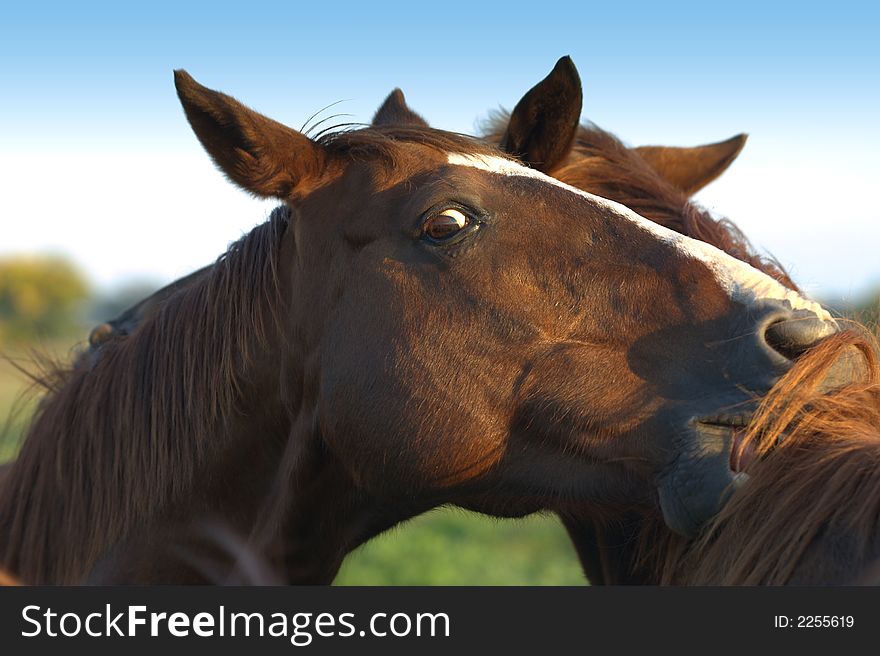 Chestnut horses horsing around and showing affection. Chestnut horses horsing around and showing affection