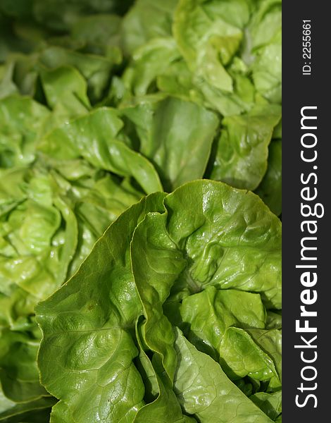 A close look at the texture and color of boston lettuce. A close look at the texture and color of boston lettuce.