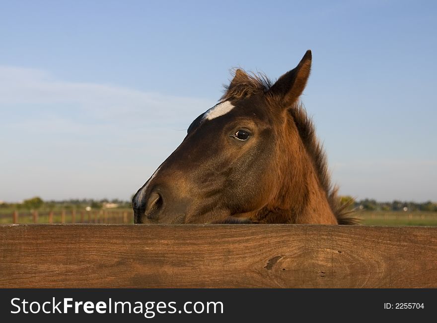 A nervous brown horse looking over the fence cautiously. A nervous brown horse looking over the fence cautiously