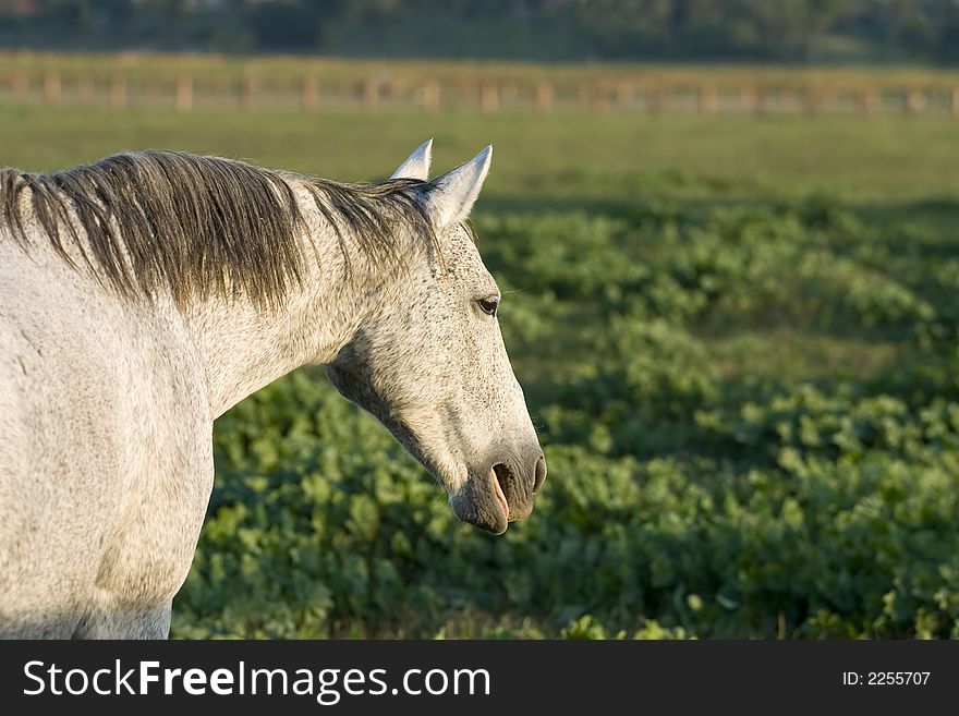 A grey horse displaying coat markings described as Flea-bitten in pasture. A grey horse displaying coat markings described as Flea-bitten in pasture