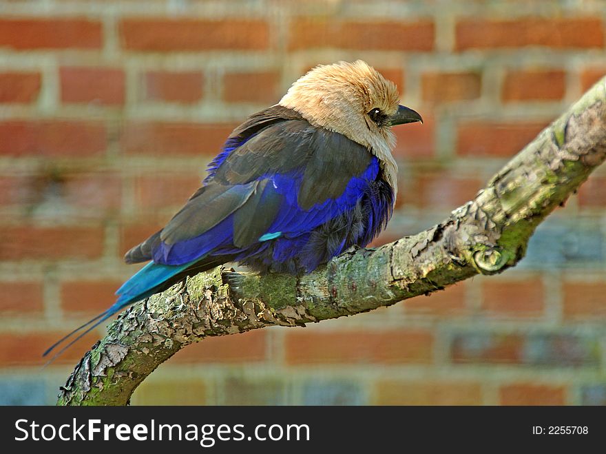 Blue-Bellied Roller sitting on perch.