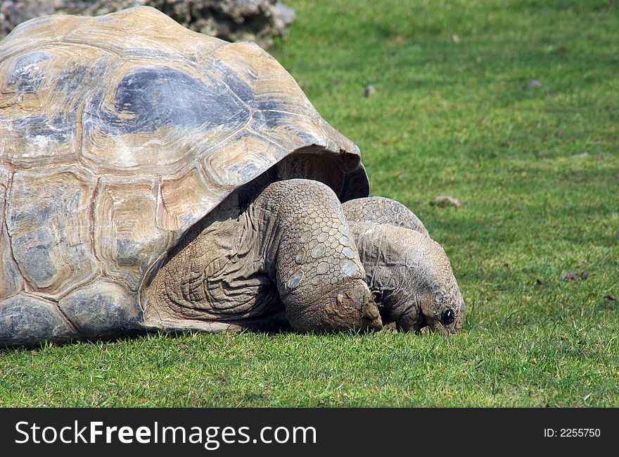 Giant Tortoise from the Aldabra Islands in the Indian Ocean Eating Grass. Giant Tortoise from the Aldabra Islands in the Indian Ocean Eating Grass.