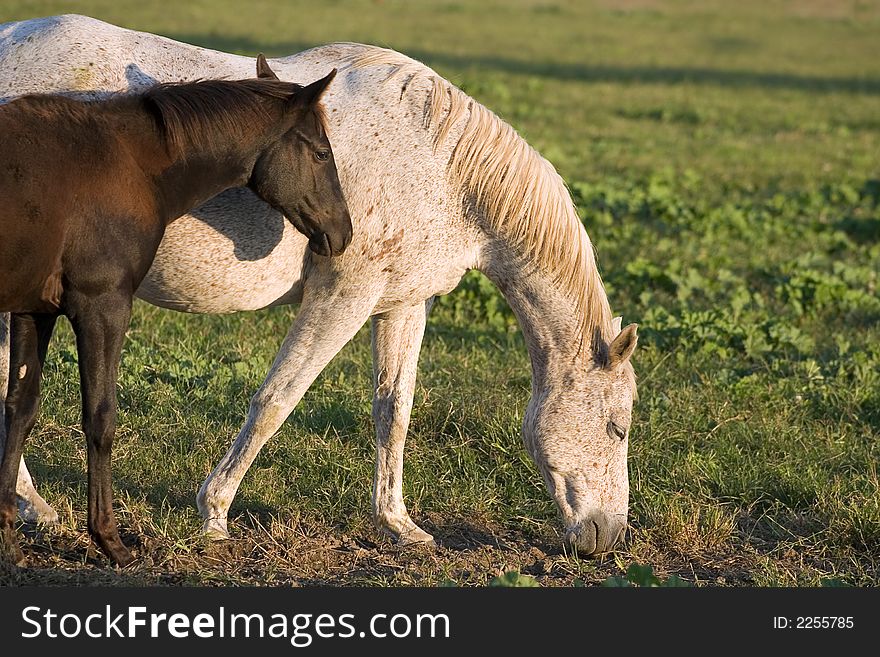 Foal shadowing its mother in a lush green pasture. Foal shadowing its mother in a lush green pasture