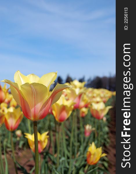 Glowing yellow and pink tulips in the sun. Glowing yellow and pink tulips in the sun