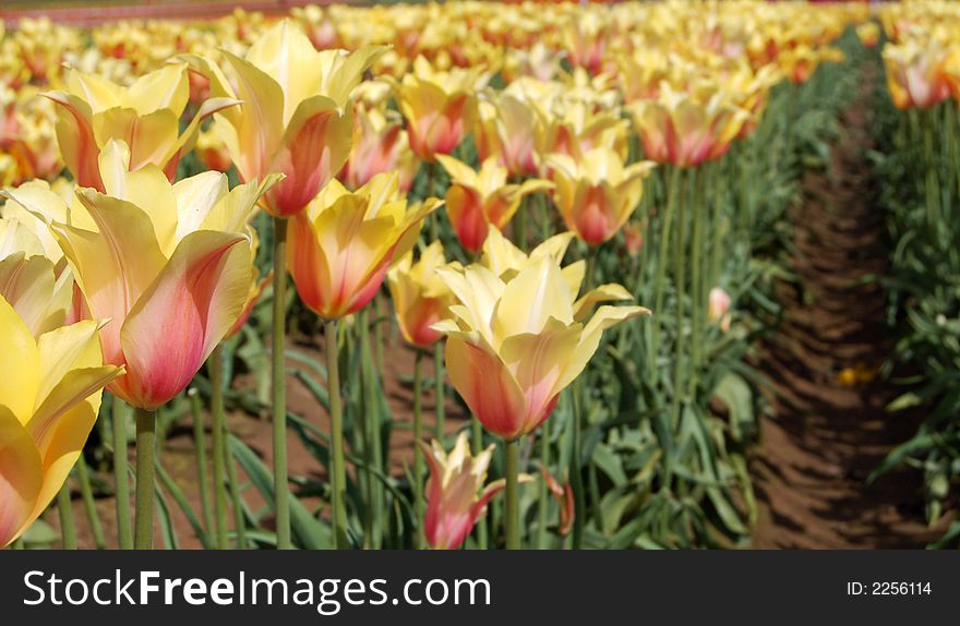 Glowing yellow and pink tulips in the sun. Glowing yellow and pink tulips in the sun