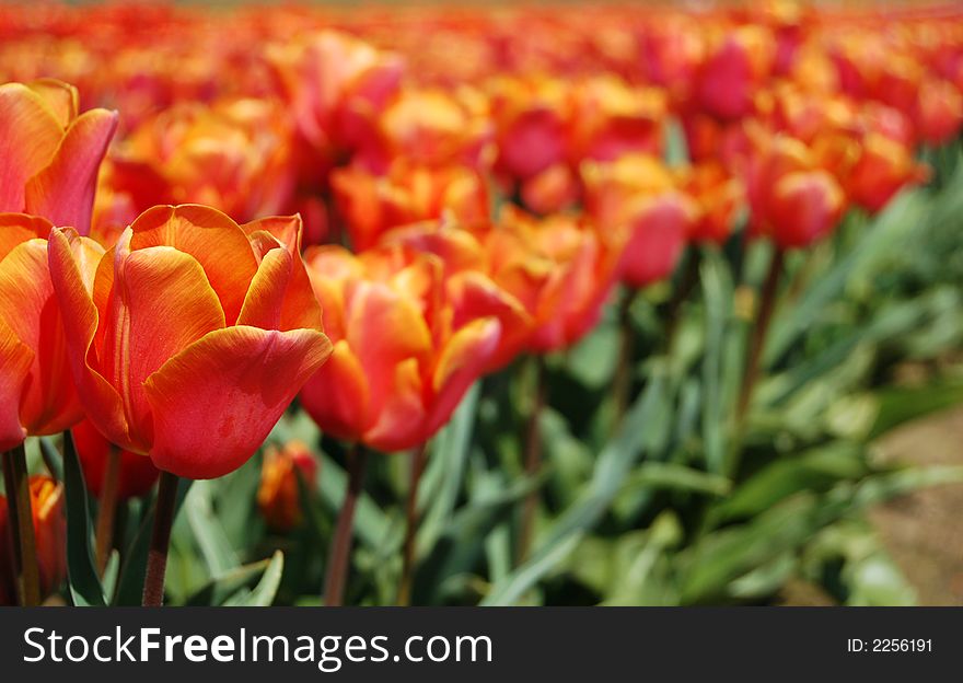 Glowing orange and pink tulips blooming in the sun. Glowing orange and pink tulips blooming in the sun