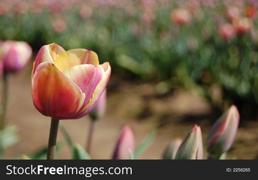 Small pink tulips in spring at a local tulip farm. Small pink tulips in spring at a local tulip farm