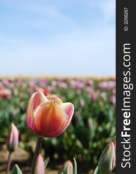 Small pink tulips in spring at a local tulip farm. Small pink tulips in spring at a local tulip farm