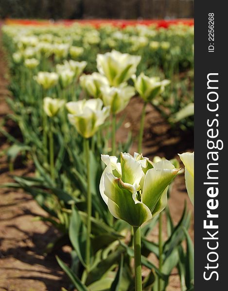 Curving green tulips in spring at a local tulip farm. Curving green tulips in spring at a local tulip farm