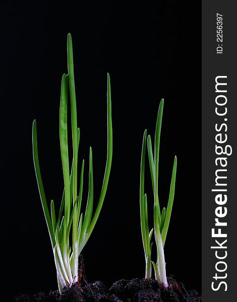 Green onion shoot on the black background