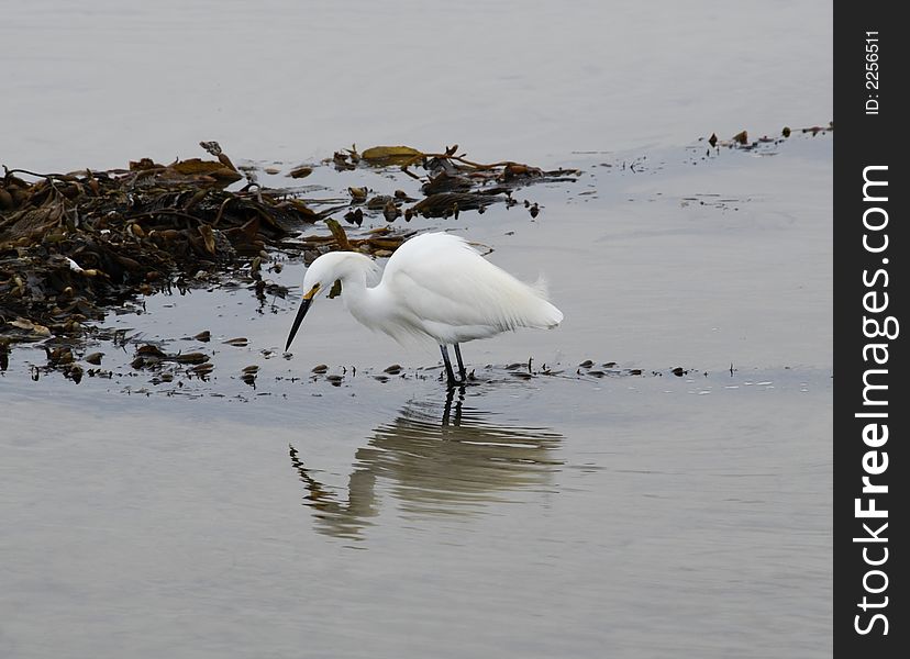 Great Egret in the Malibu Slew