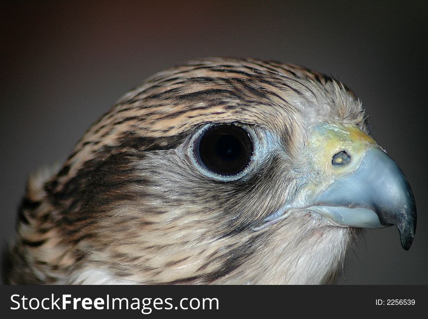 Falcon looking to the left in a dark room. Falcon looking to the left in a dark room