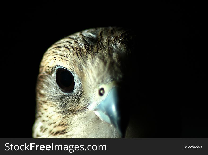 Falcon looking to the left in a dark room. Falcon looking to the left in a dark room