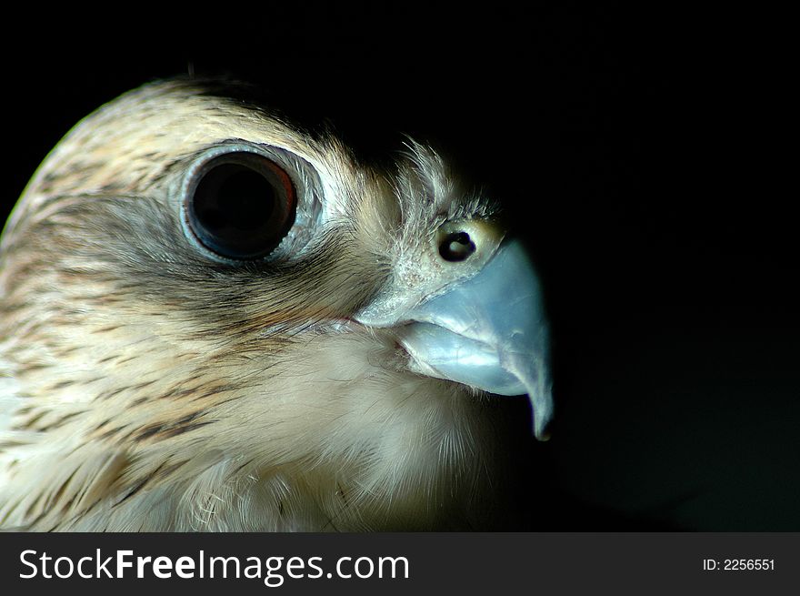 Falcon looking to the right in a dark room. Falcon looking to the right in a dark room