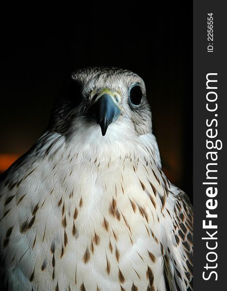 Falcon looking to the left in a dark room. Falcon looking to the left in a dark room