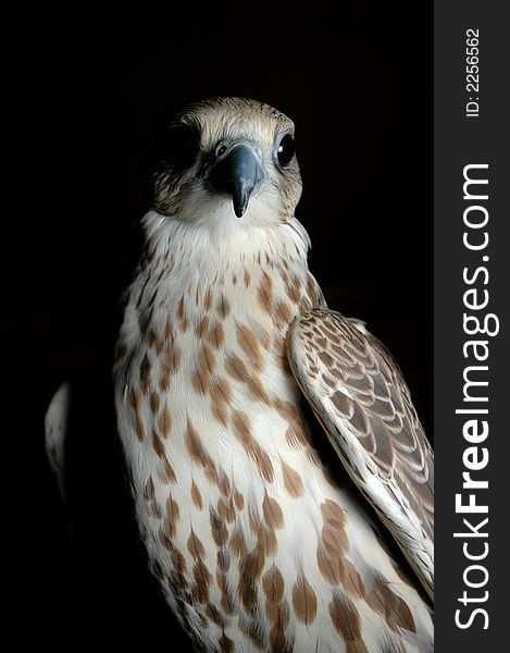 Falcon looking to the left in a dark room. Falcon looking to the left in a dark room
