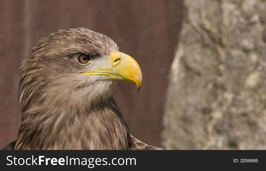 A eagle head with a big yellow beak staring
