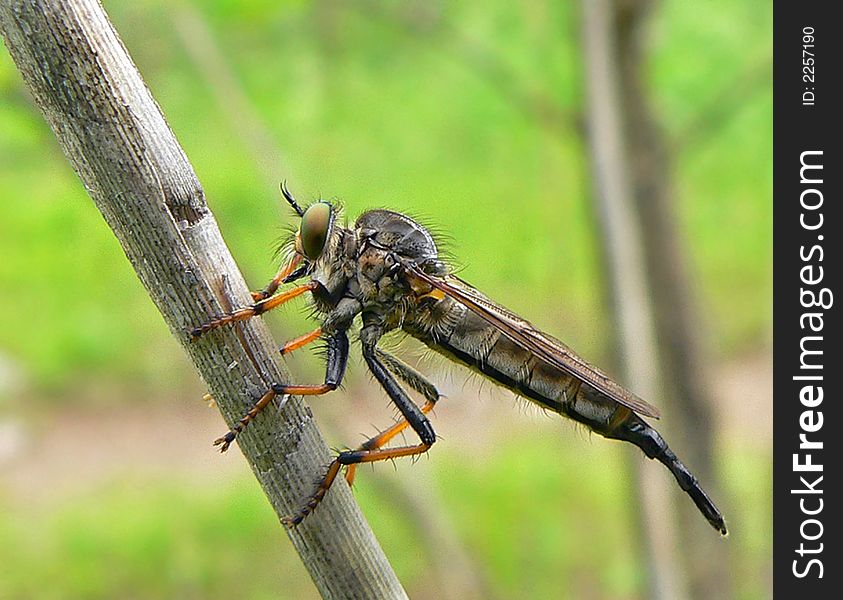 Close up a big raptorial fly (Asilella londti)  on reed. Profile. South of Russian Far East, Primorye.